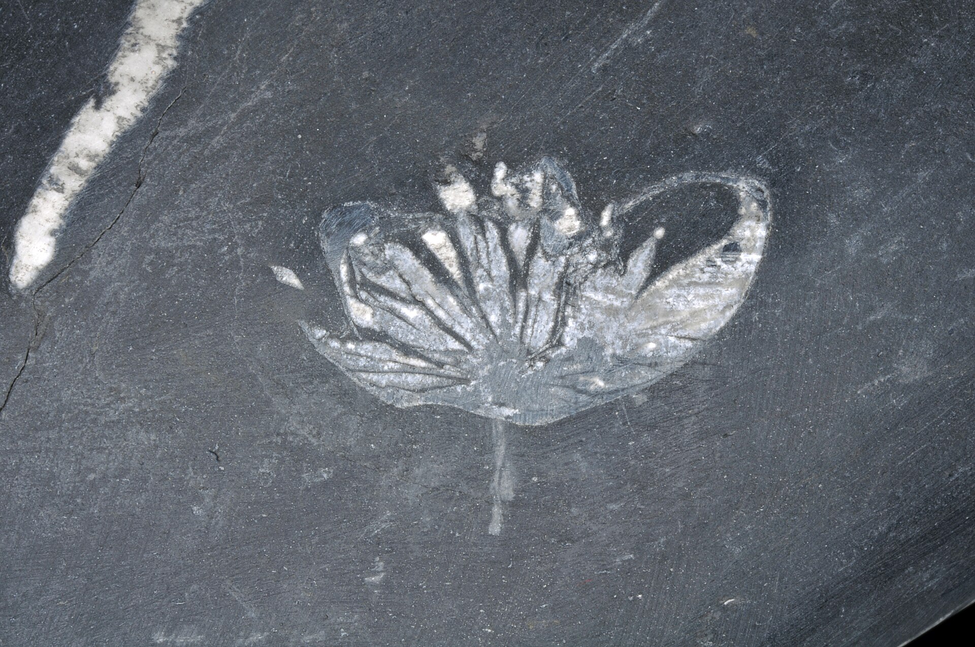 Chrysanthemum stone, Liuyang